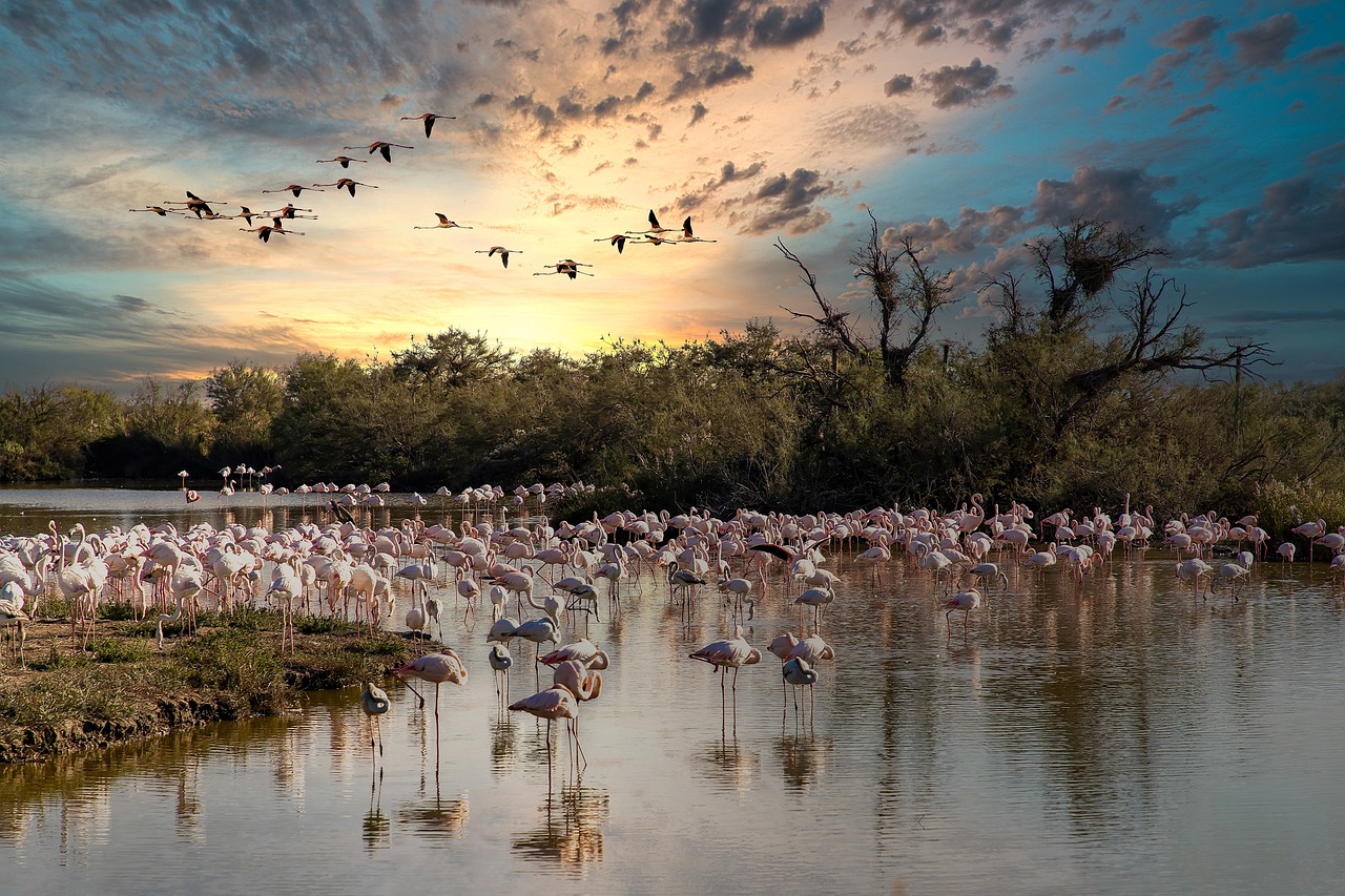 flamingo, birds, sunset-6731284.jpg
